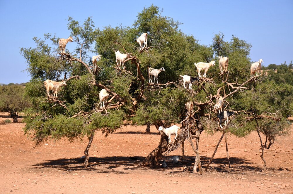 Эти козы помогают собирать плоды аргании